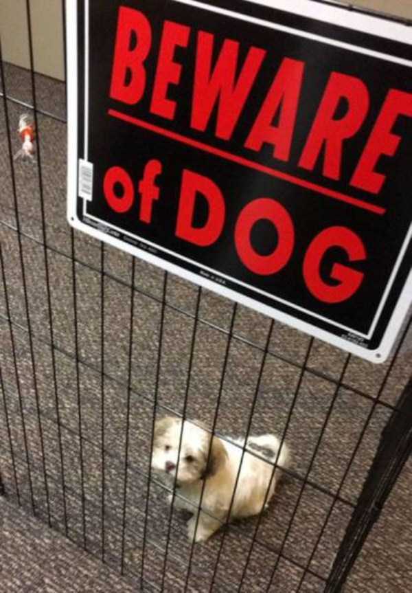 You Should Be Afraid of These Badass Guard Dogs (41 photos)