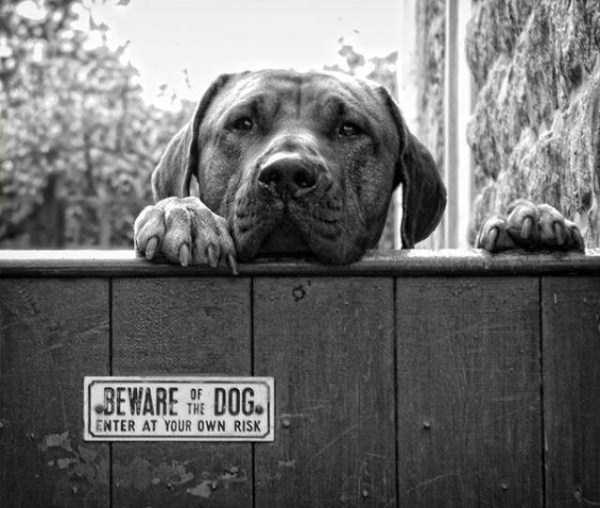 You Should Be Afraid of These Badass Guard Dogs (41 photos)
