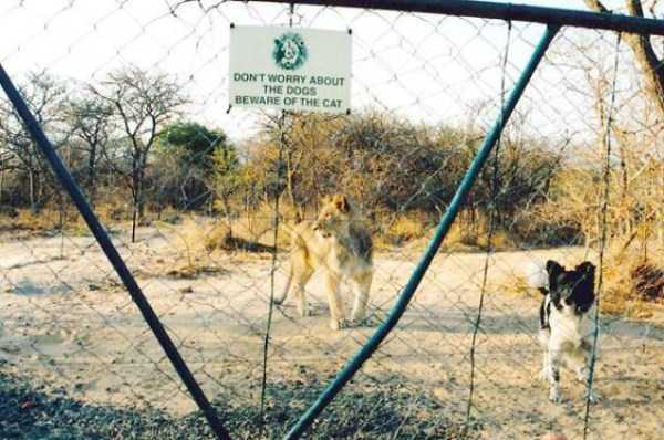 You Should Be Afraid of These Badass Guard Dogs (41 photos)