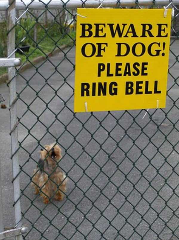You Should Be Afraid of These Badass Guard Dogs (41 photos)