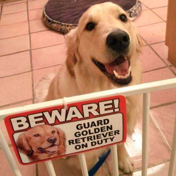 You Should Be Afraid of These Badass Guard Dogs (41 photos)