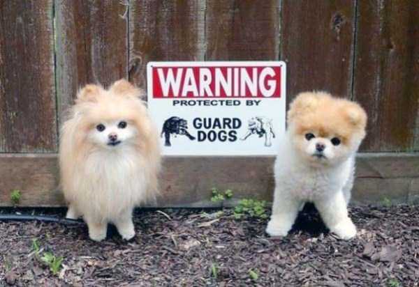 You Should Be Afraid of These Badass Guard Dogs (41 photos)