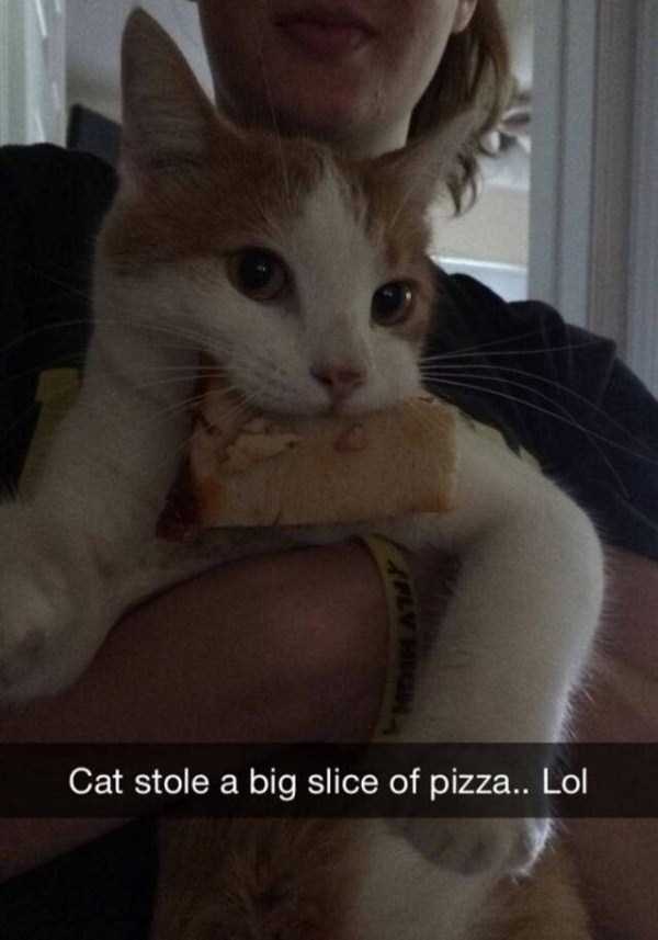 53 Cat Snapchats That Will Make You LOL (53 photos)