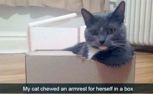 53 Cat Snapchats That Will Make You LOL (53 photos)