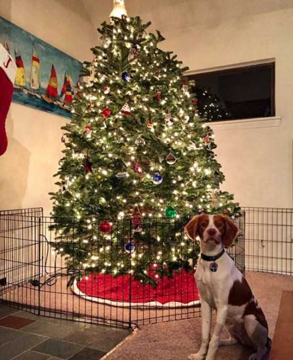 christmas trees protected from pets 16
