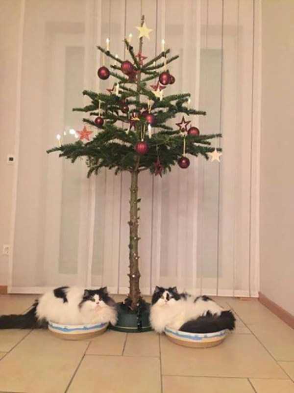 christmas trees protected from pets 24