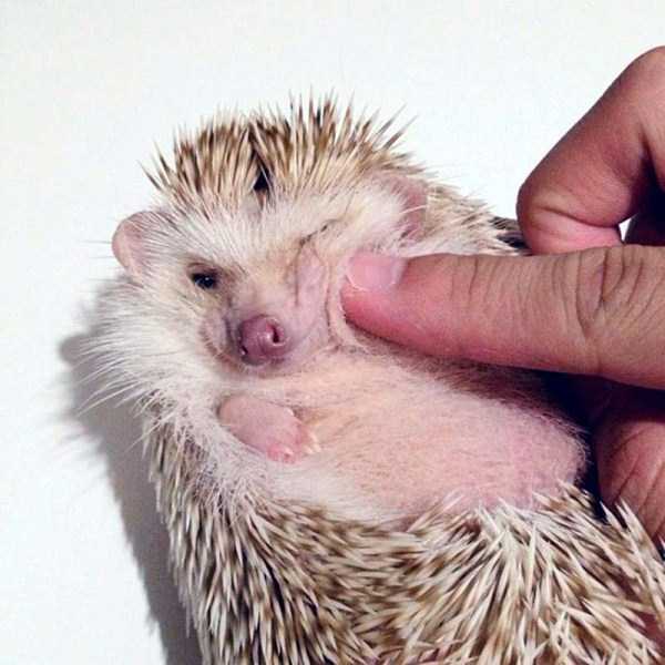 funny cute hedgehogs 18