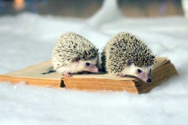 funny cute hedgehogs 2