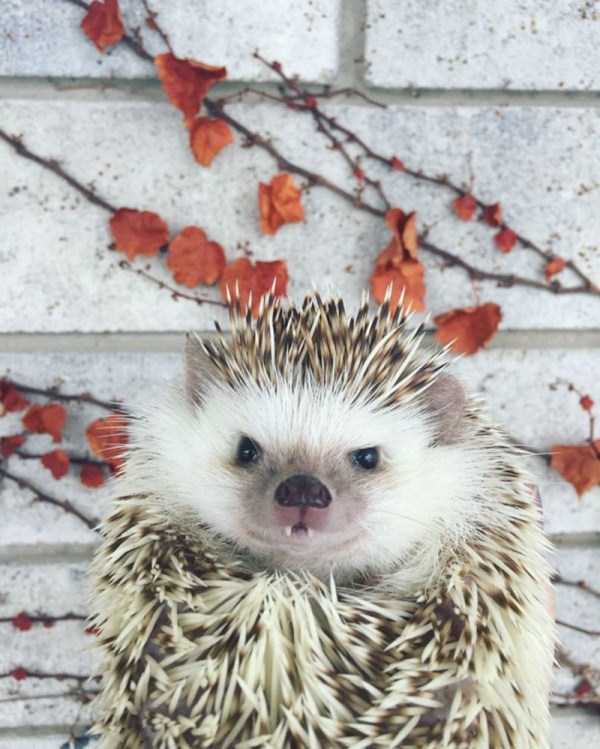 funny cute hedgehogs 21