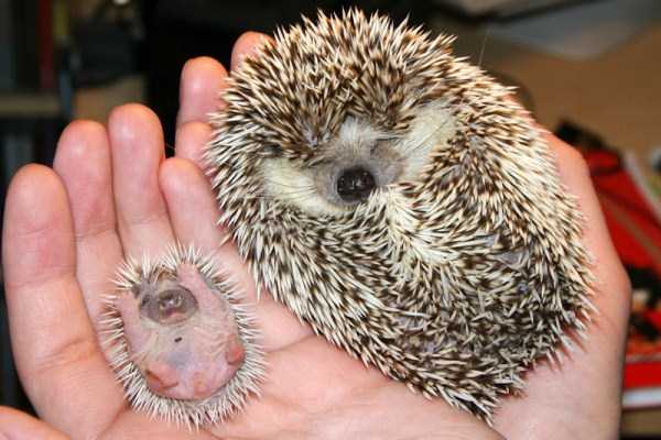 funny cute hedgehogs 6