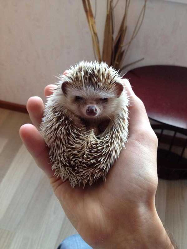 funny cute hedgehogs 7