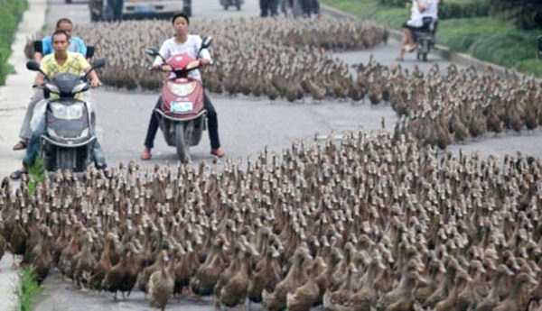 Incredible Things Seen on Chinas Roads (25 photos)