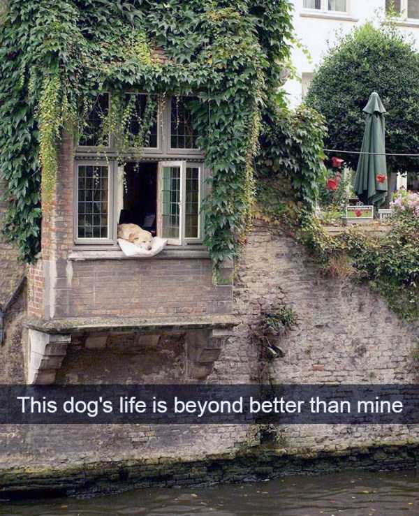 39 Hilarious Animal Snapchats Guaranteed To Make You Laugh (39 photos)