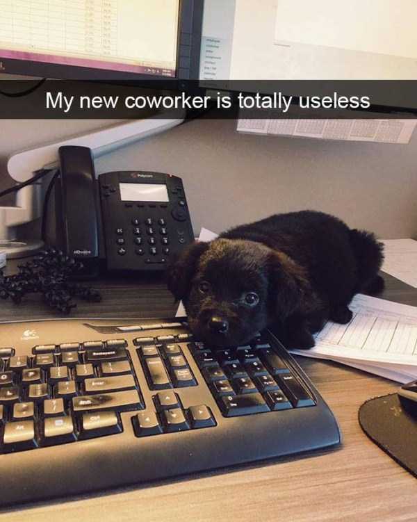 39 Hilarious Animal Snapchats Guaranteed To Make You Laugh (39 photos)