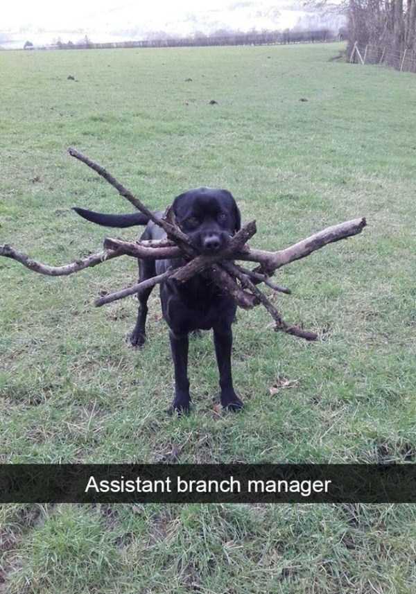 39 Hilarious Animal Snapchats Guaranteed To Make You Laugh (39 photos)
