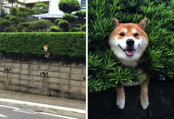 Go Ahead, Laugh at These Hilarious Dog Fails (26 photos)