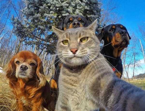 pets taking selfies 1
