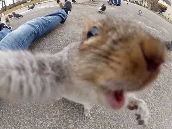 pets taking selfies 21