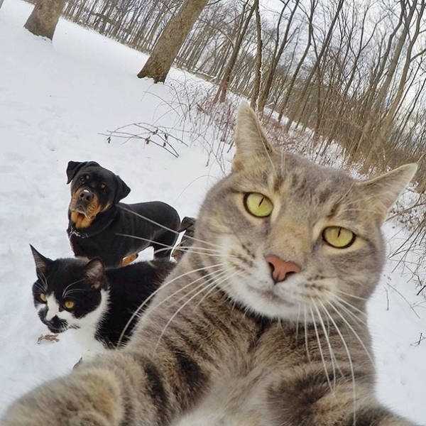 pets taking selfies 26