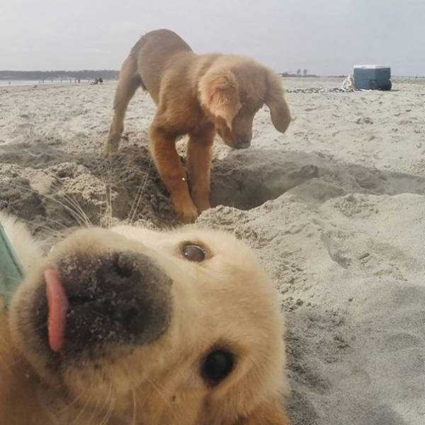 pets taking selfies 34