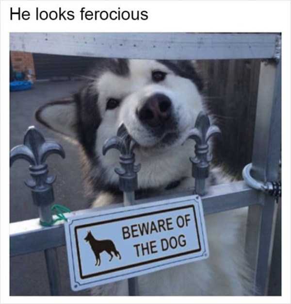 Tank Sinatras Hilarious Memes (58 photos)