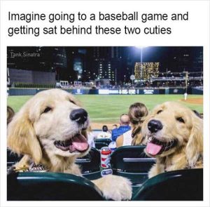 Tank Sinatras Hilarious Memes Klykercom 