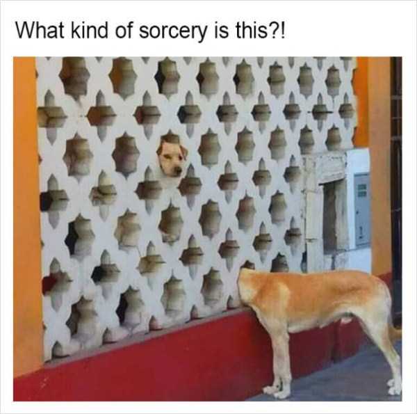 Tank Sinatras Hilarious Memes (58 photos)