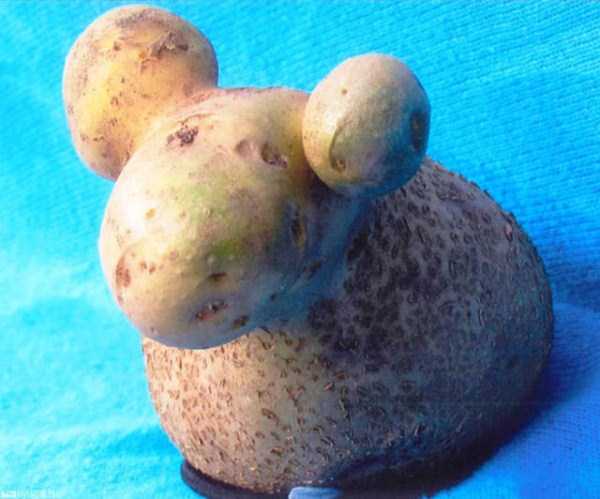 unusual shaped fruits vegetables 25