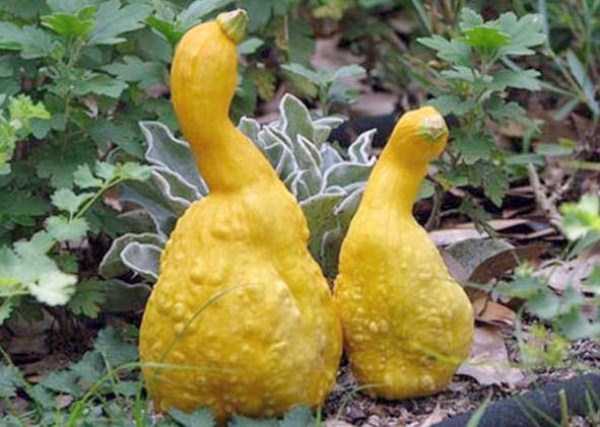 unusual shaped fruits vegetables 34