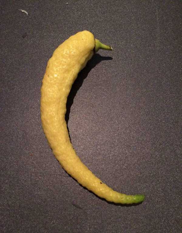 unusual shaped fruits vegetables 40