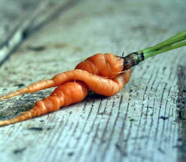 Funny Fruits and Vegetables Shaped by Mother Nature (83 photos)