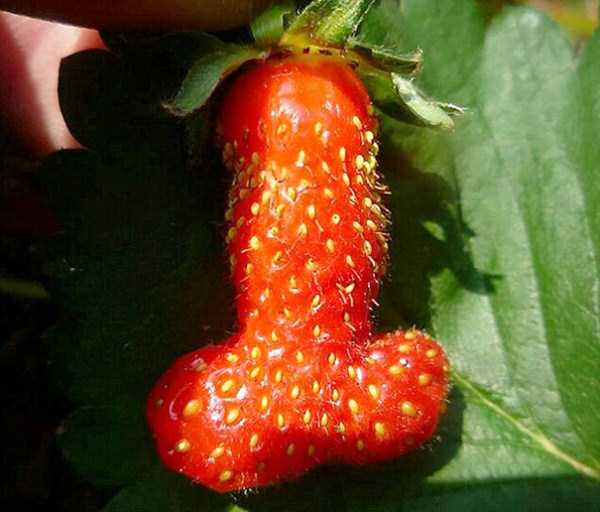 unusual shaped fruits vegetables 76