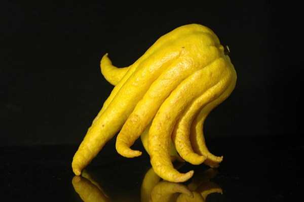 Funny Fruits and Vegetables Shaped by Mother Nature (83 photos)