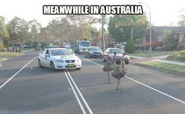 funny australia pics 37