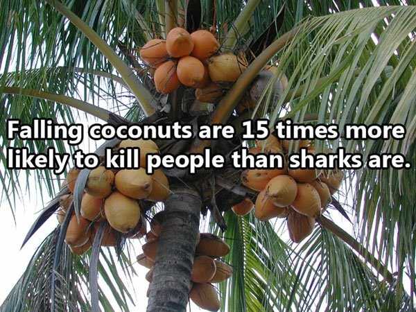 Weird And Unexpected Things That Kill People (40 photos)