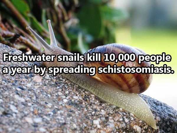 Weird And Unexpected Things That Kill People (40 photos)