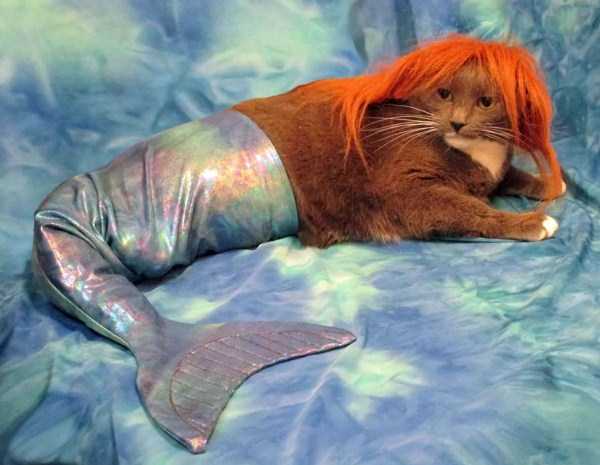 20 Pics of Real Life Mermaids (20 photos)