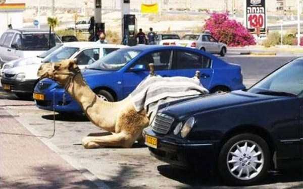 funny pics from israel 2
