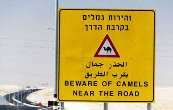 funny pics from israel 37