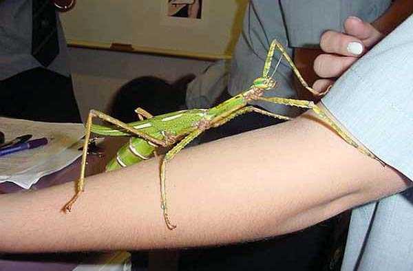 People Who Are Not Afraid of Giant Insects (20 photos)