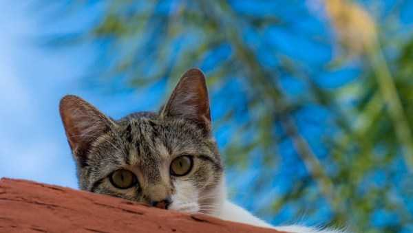 44 Nothing But Awesome Pics