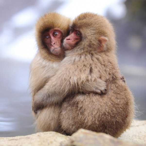 28 Sweet Animal Couples That Will Melt Your Heart (28 photos)