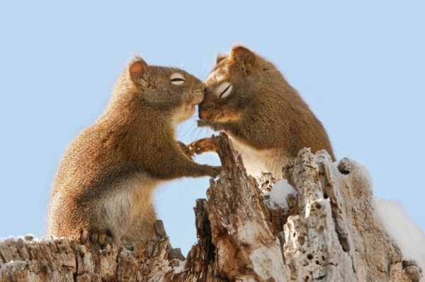 28 Sweet Animal Couples That Will Melt Your Heart (28 photos)