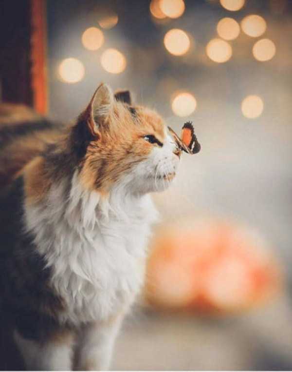 60 Nothing But Awesome Pics