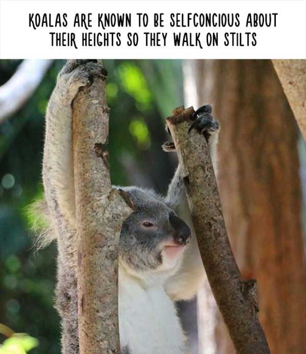 30 Funny But Fake Animal Facts (30 photos)