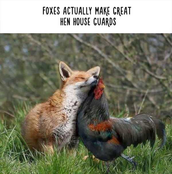 fake facts about animals 8