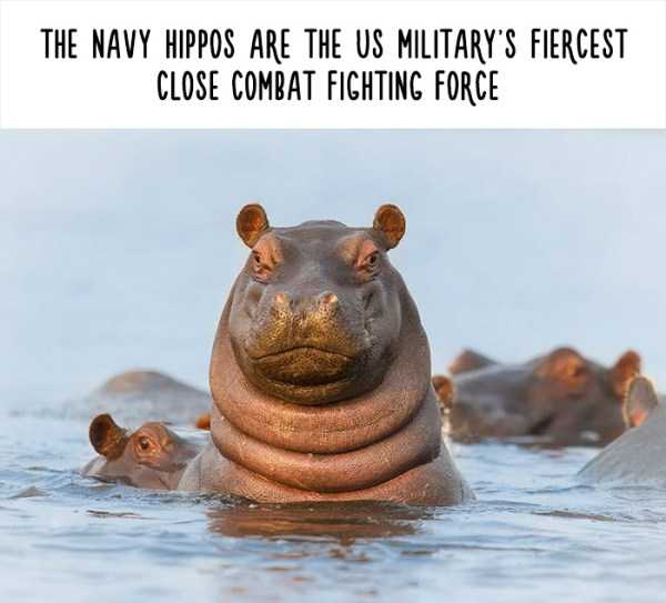 30 Funny But Fake Animal Facts (30 photos)