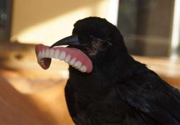 funny crows pics 10