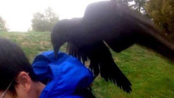 Interesting and Funny Pictures of Crows (42 photos)