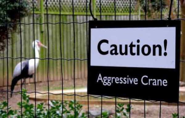 Crazy Zoo Signs (26 photos)